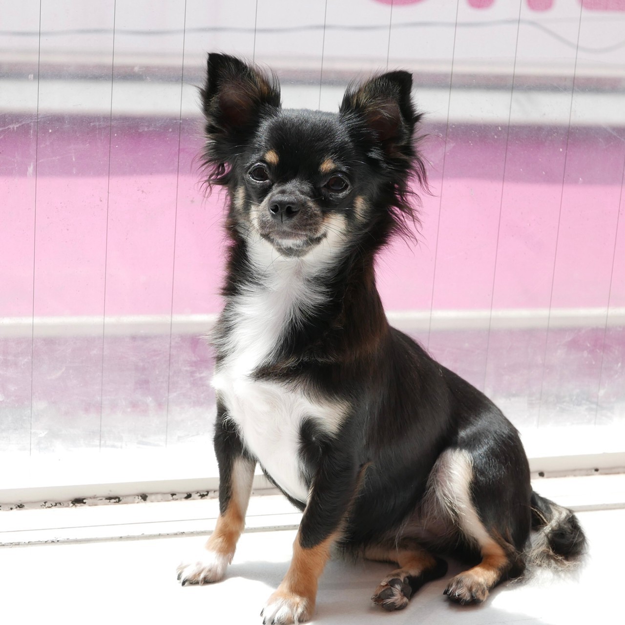 原宿店 犬カフェ Rio