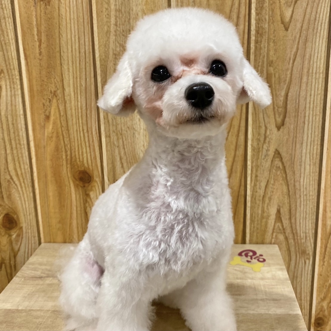 下北沢店 犬カフェ Rio