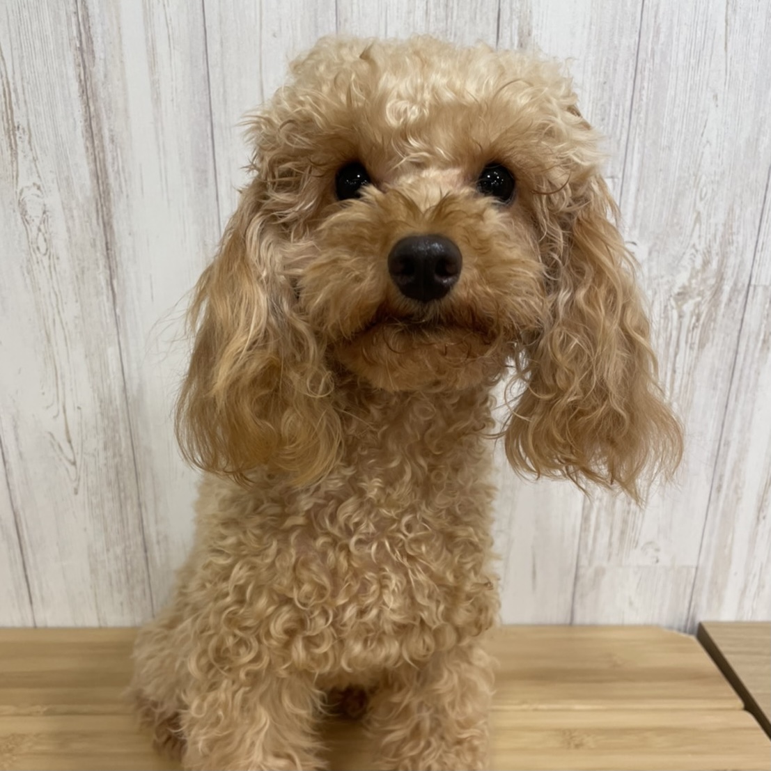 吉祥寺店 犬カフェ Rio