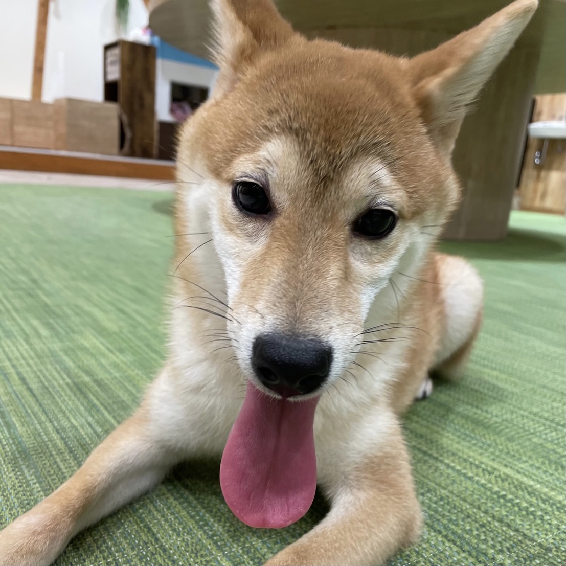 下北沢店 犬カフェ Rio