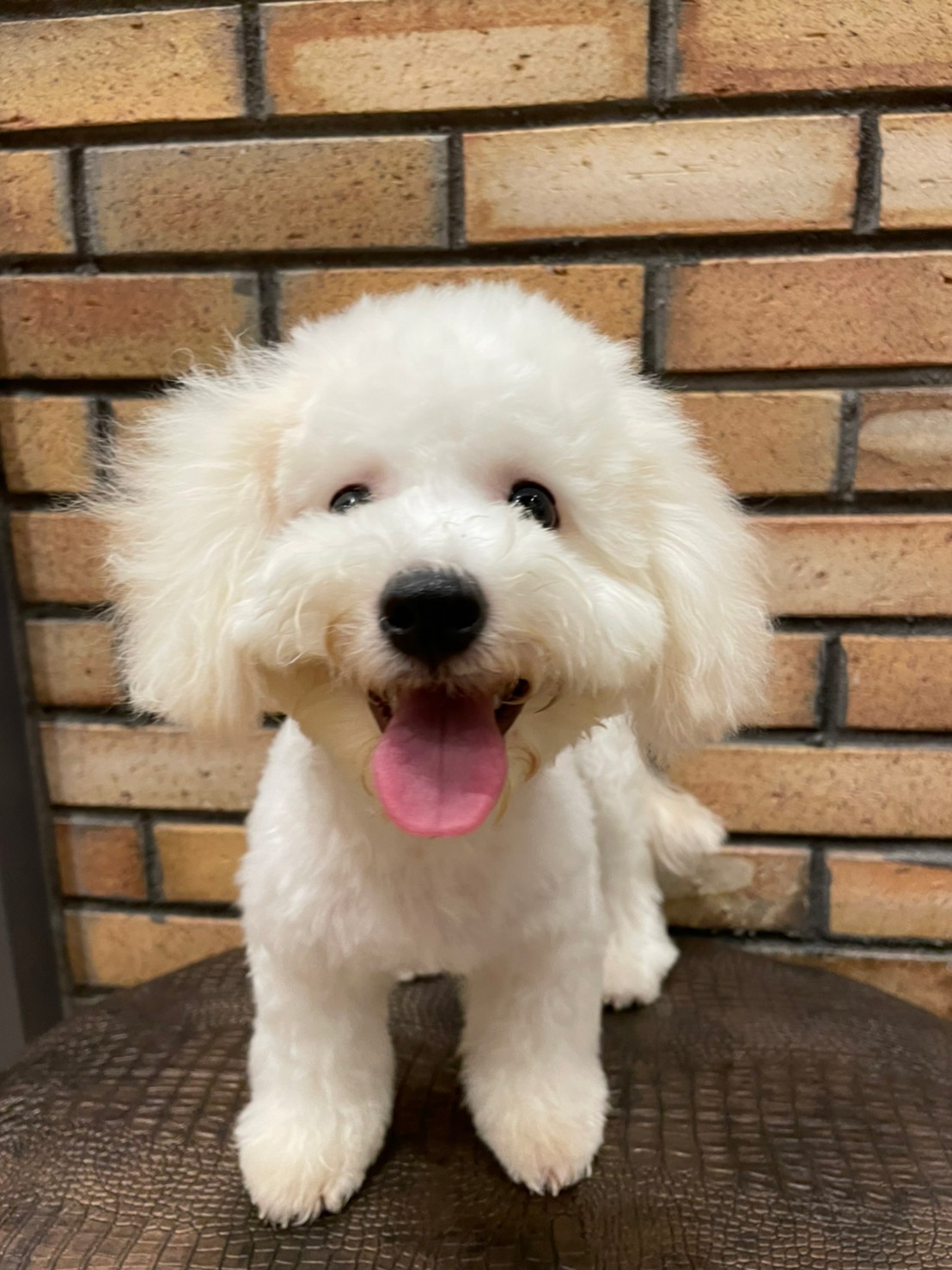ソルト