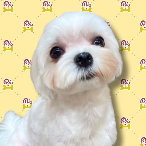 ちの