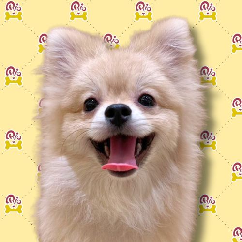 うまる