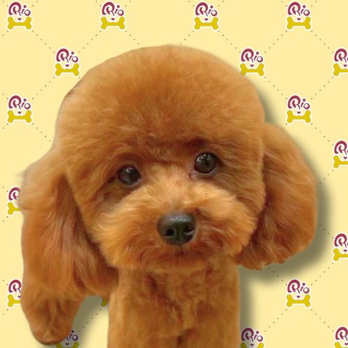 どきん