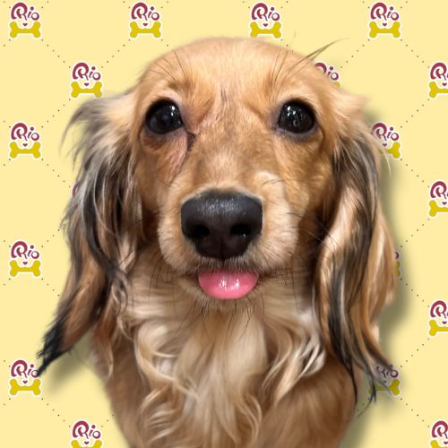 ひまわり