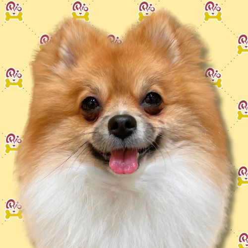 ポピー