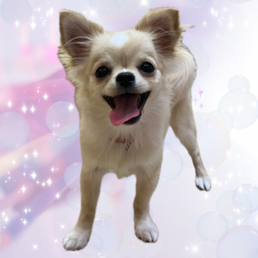 ゆふ