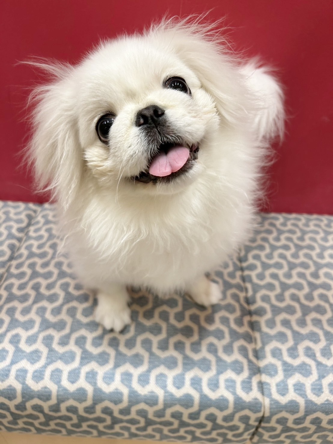 ミミィ