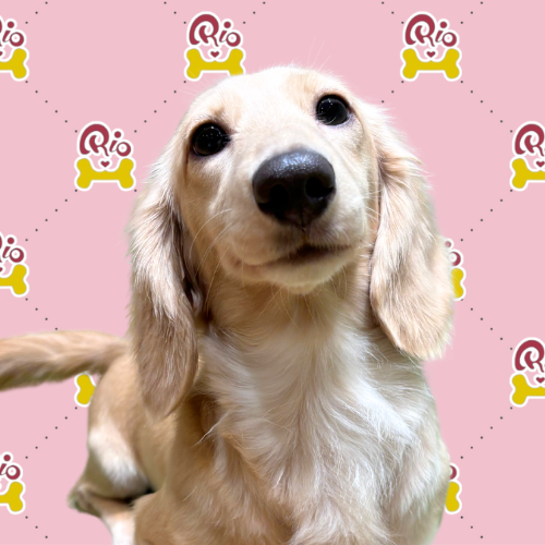 ひかり