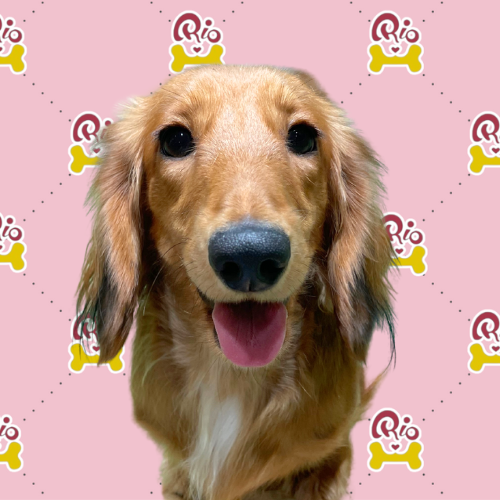 かりん