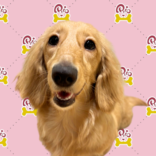 あかり