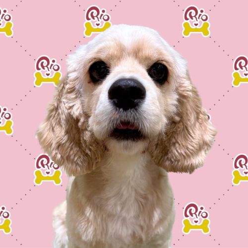 アネラ