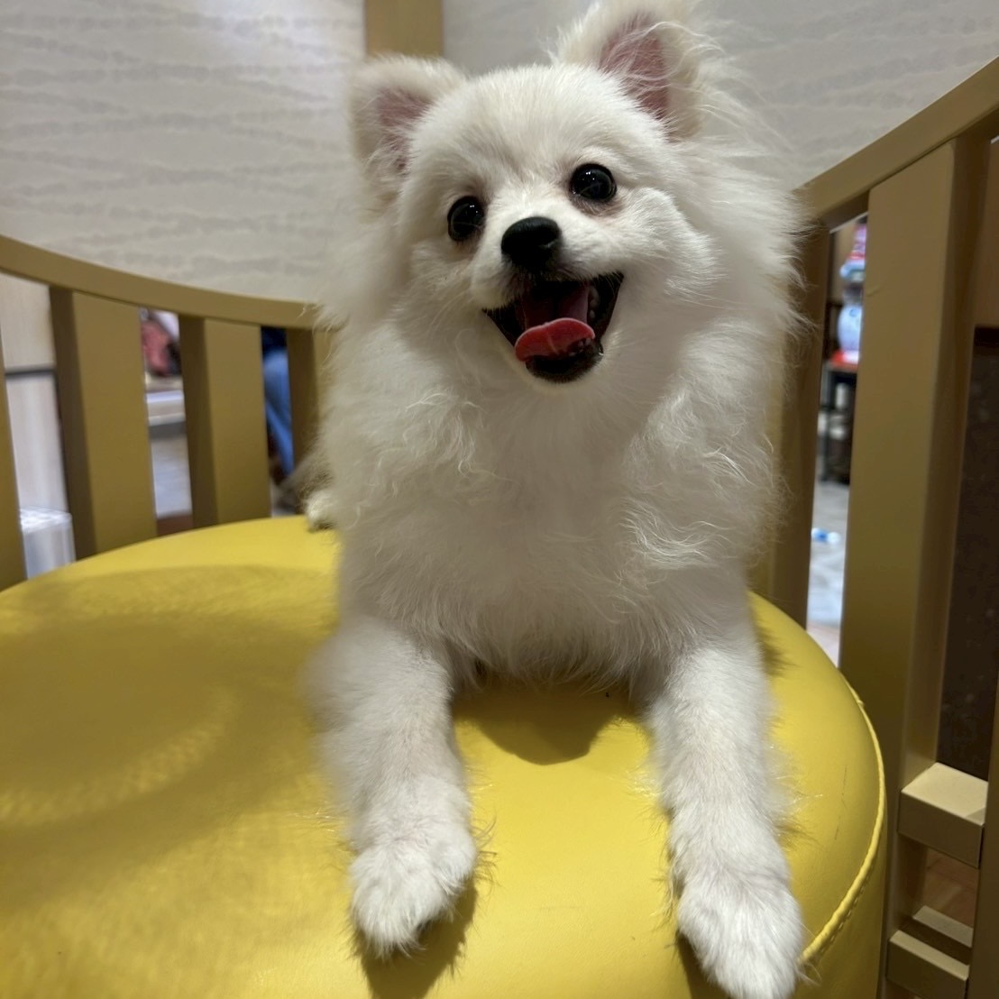 サシャ