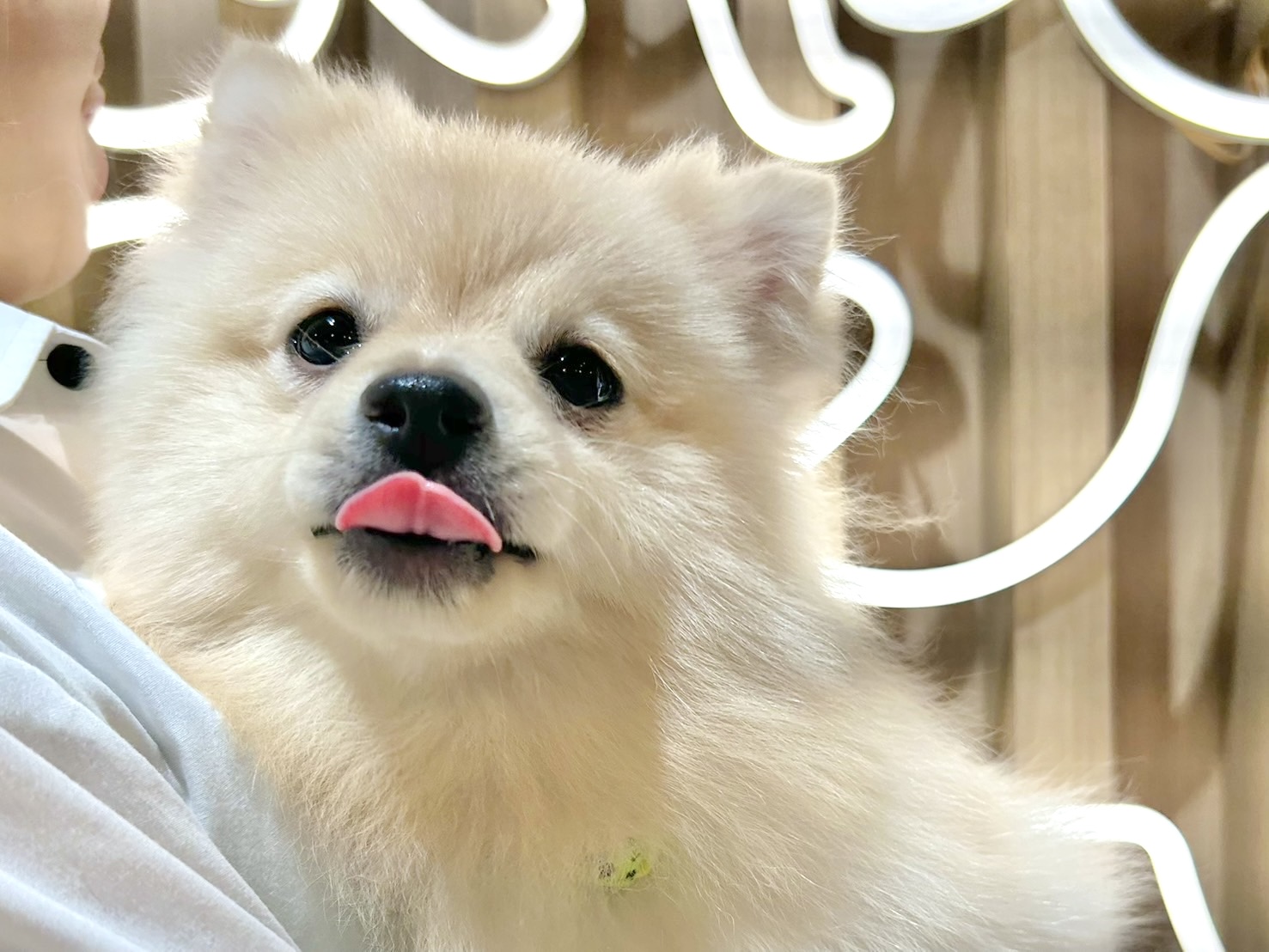 とらまる