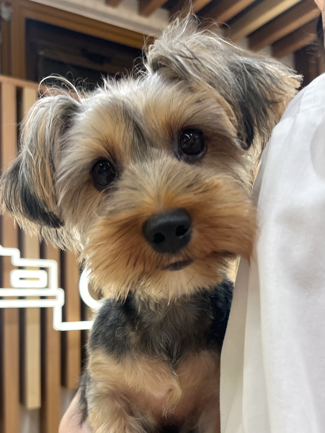 おとは