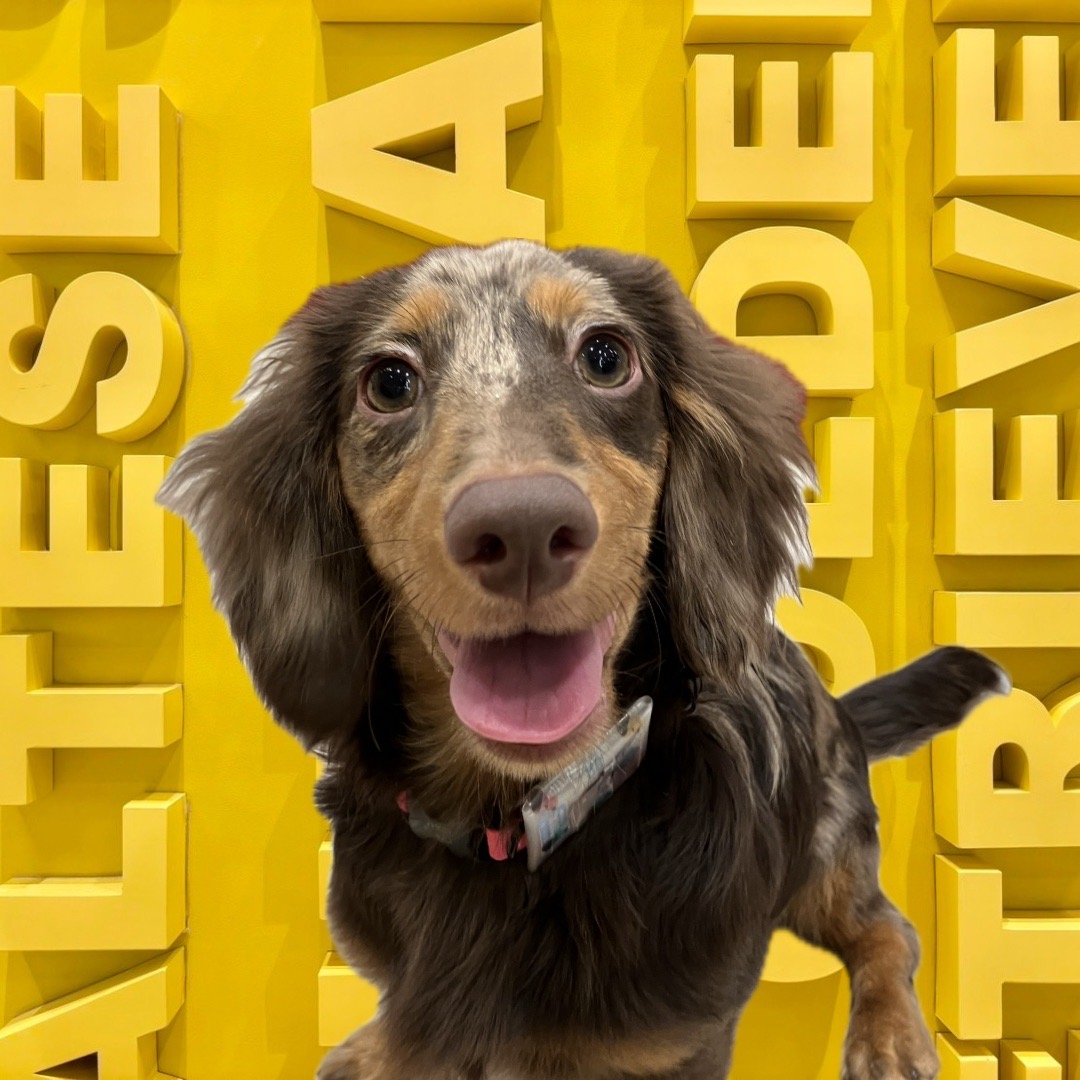 ダッツ