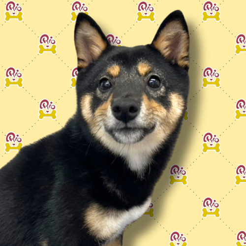 まひな