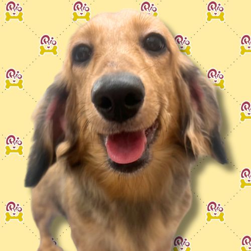 ぱんな