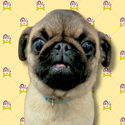 ポテチ