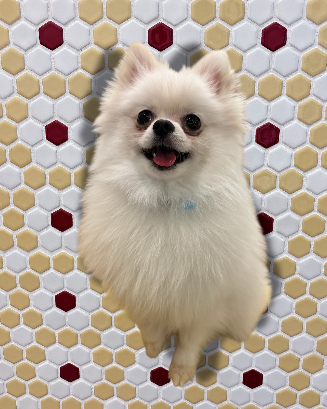 プール