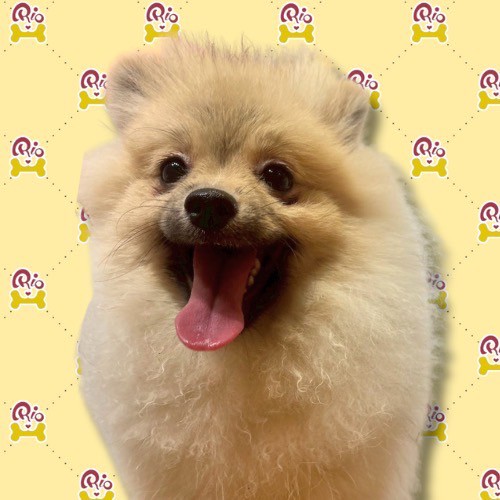 ぴあ