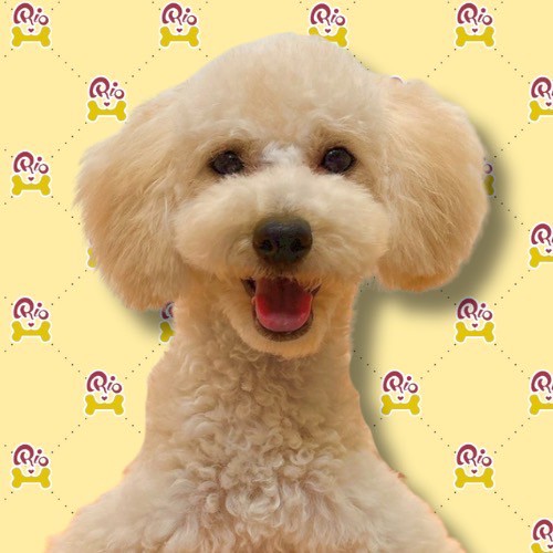 のさか