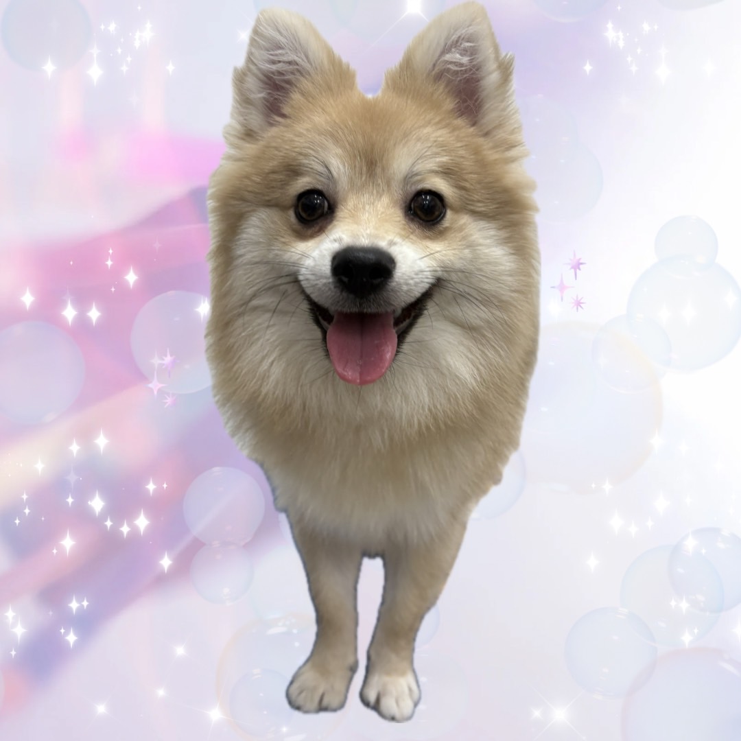 まかな