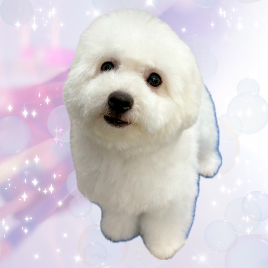 ゆげ