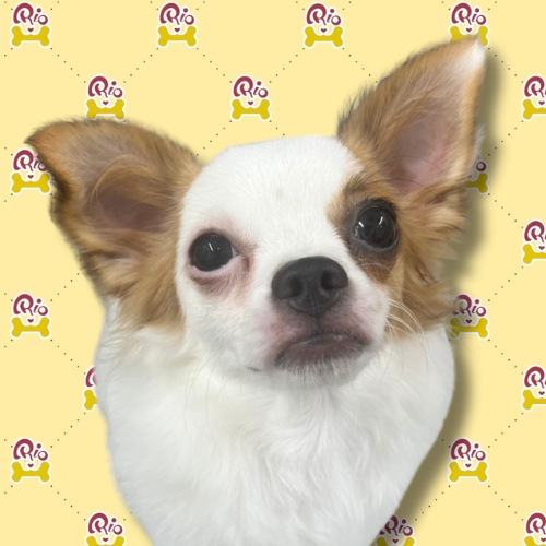 でんぼ