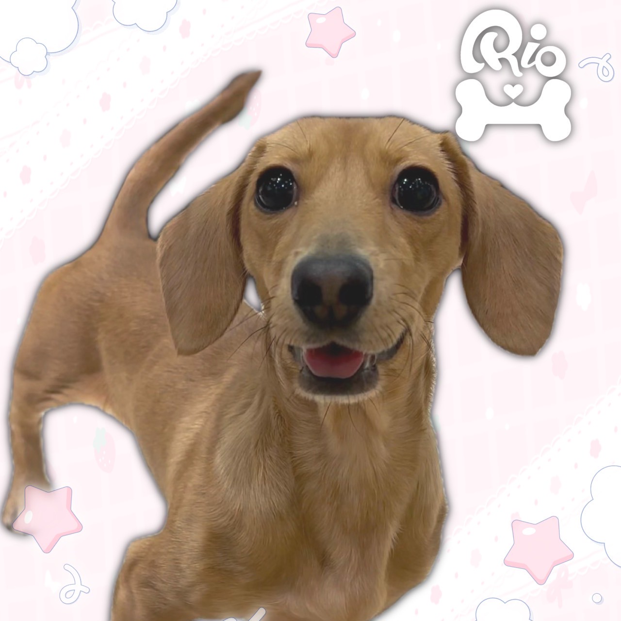 ティガー
