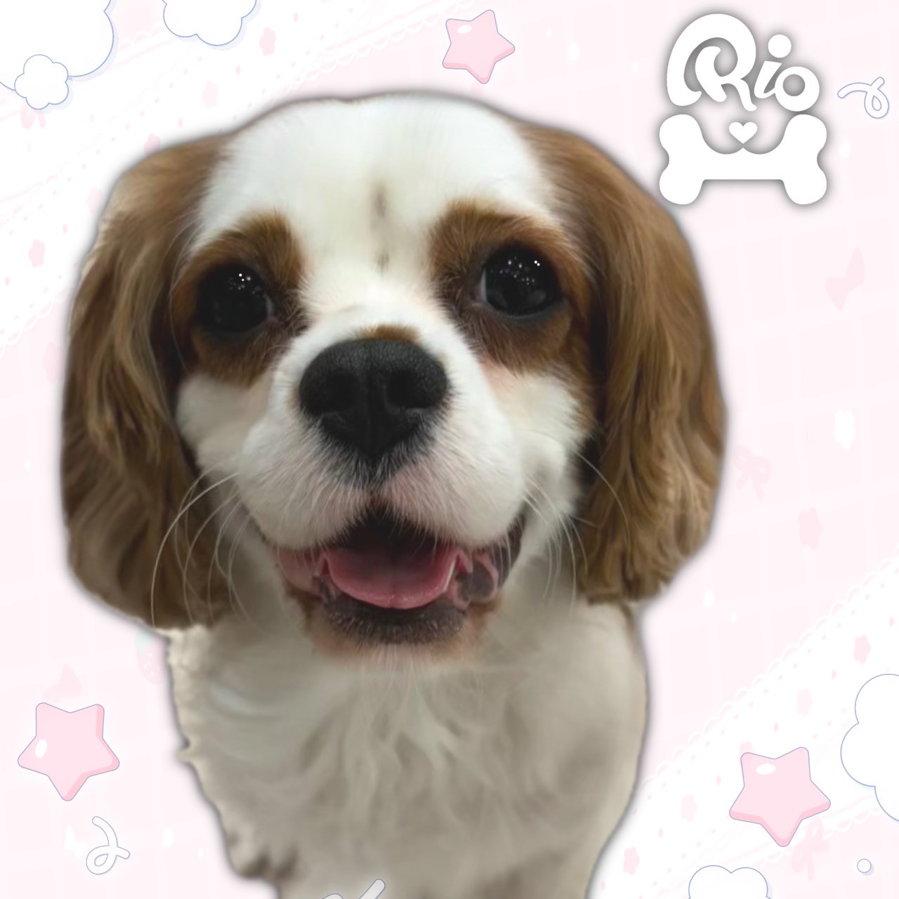 ファニー