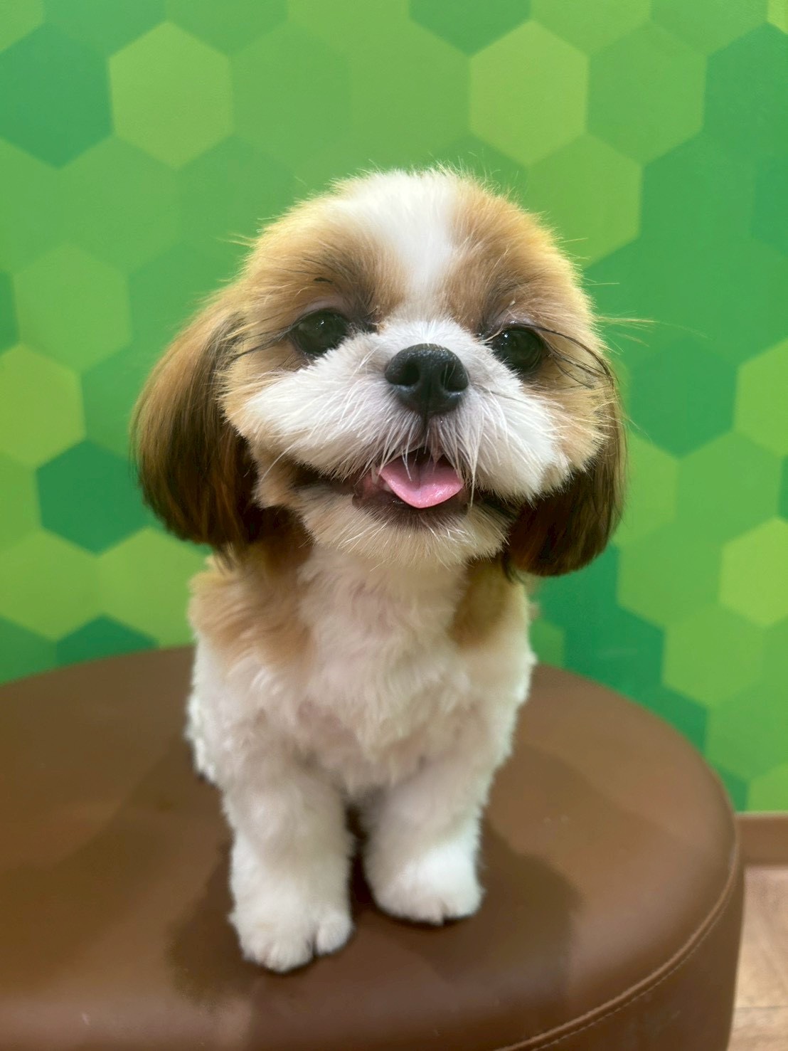 天々（てんてん）