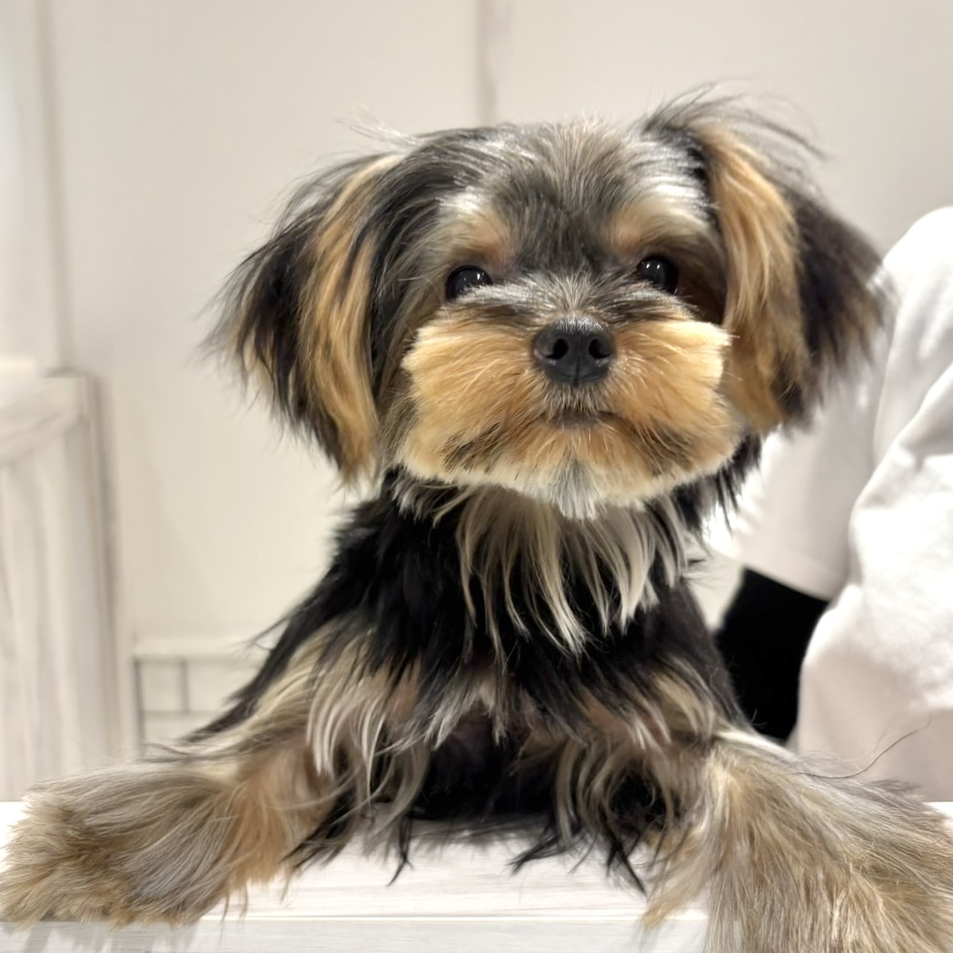 ソフィア(Sophia)