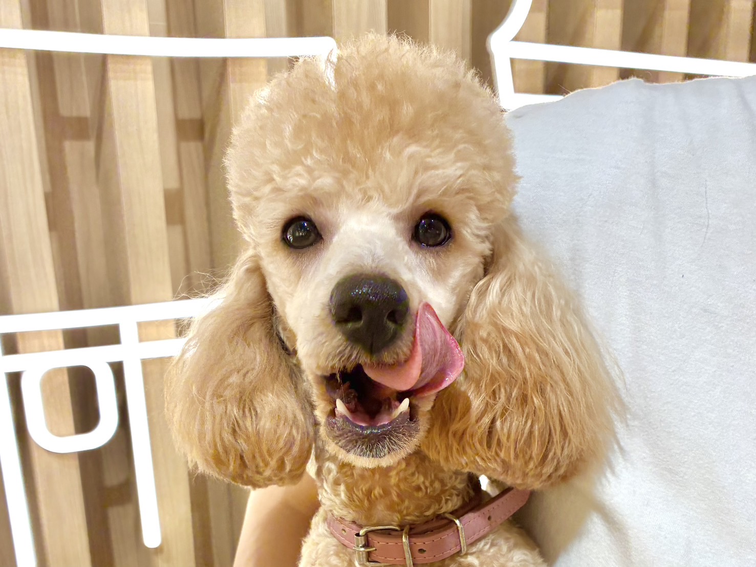 ロゼッタ（Rosetta）