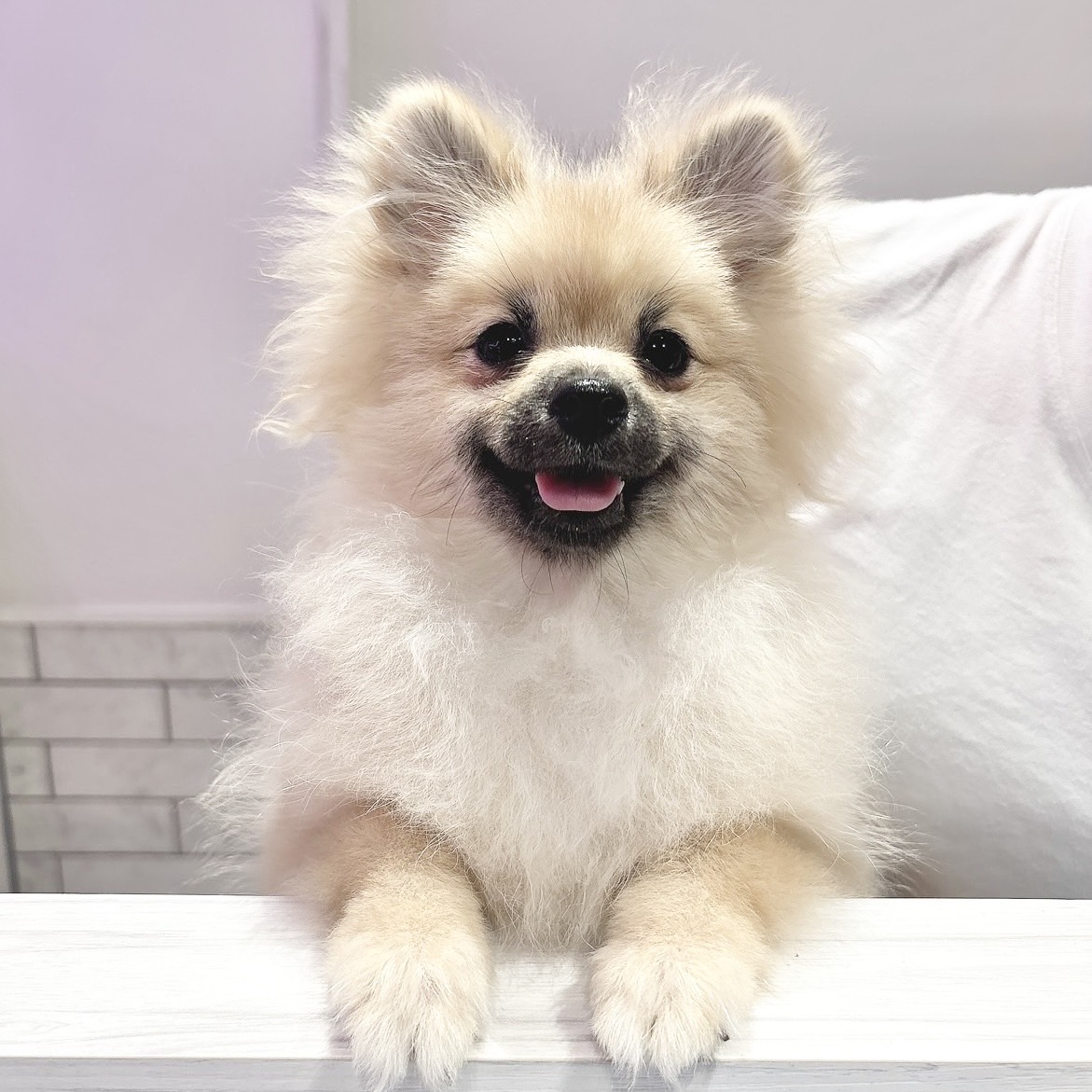 ぴよまる(Piyomaru)