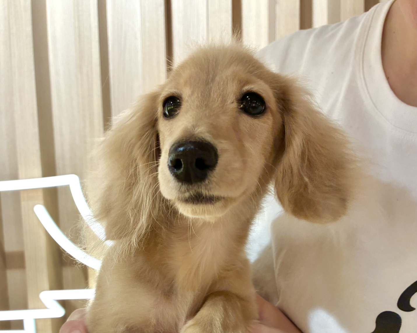 ジュディ（Judy）