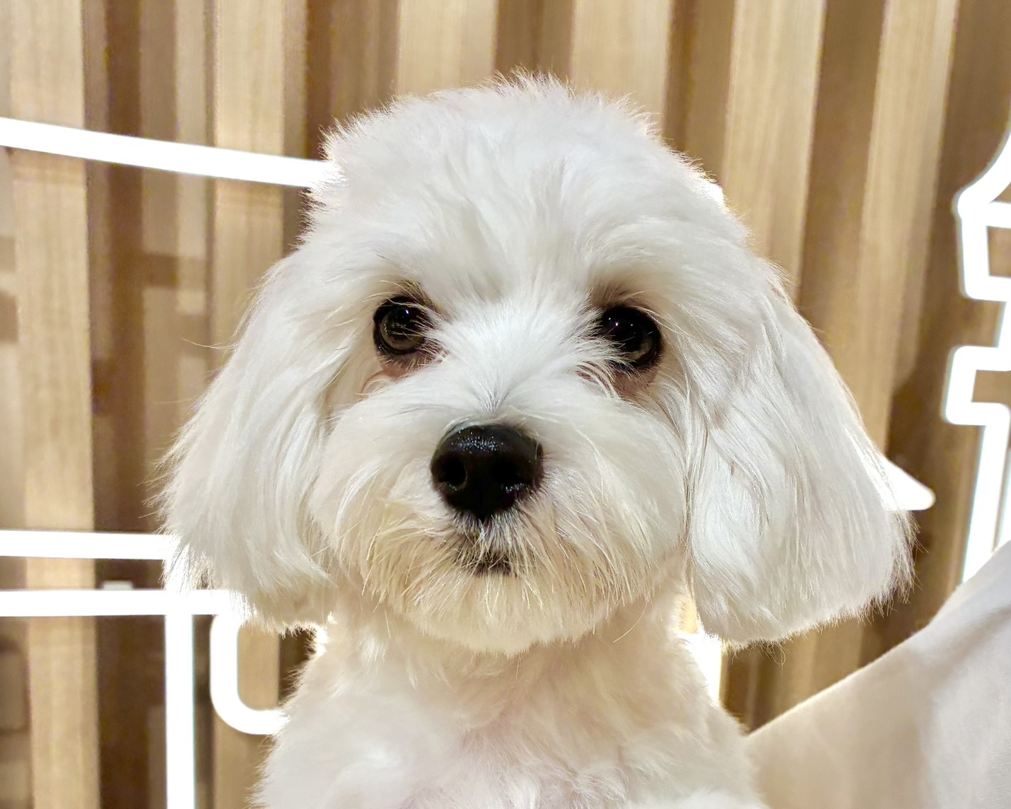 きゅん（Kyunn）