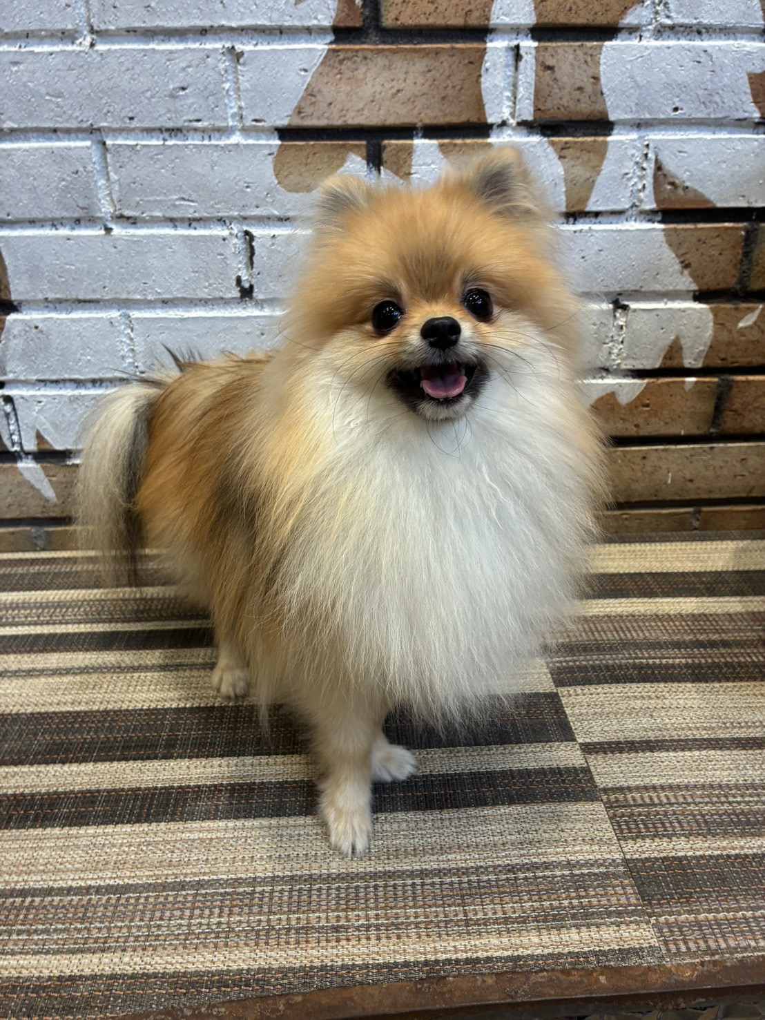 緋月（ひづき）