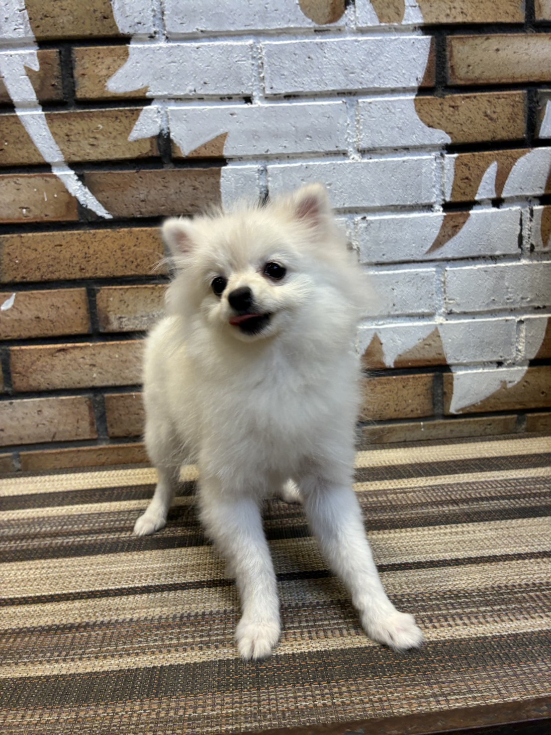 白月（はづき）