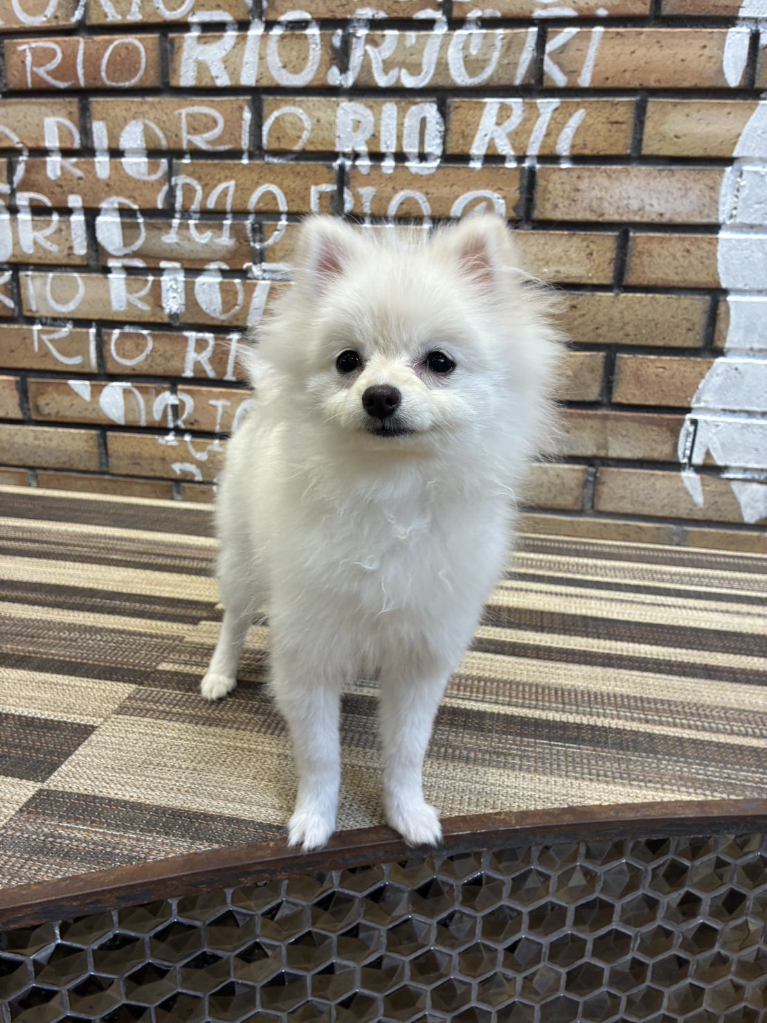 白月（はづき）