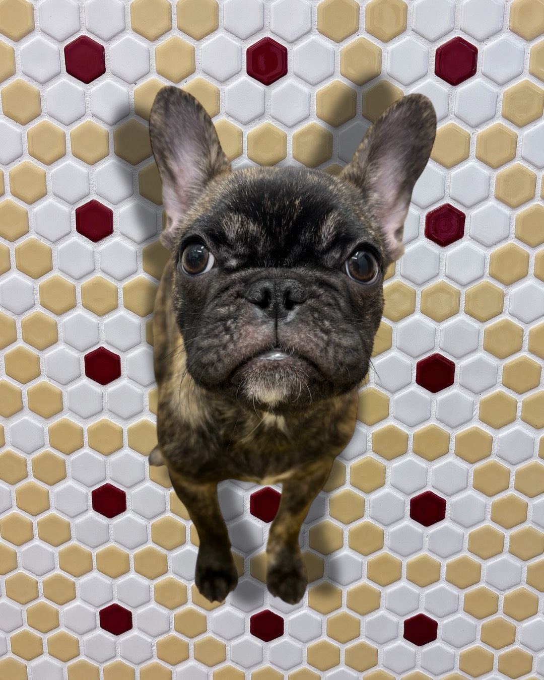 ジョセフィーヌ