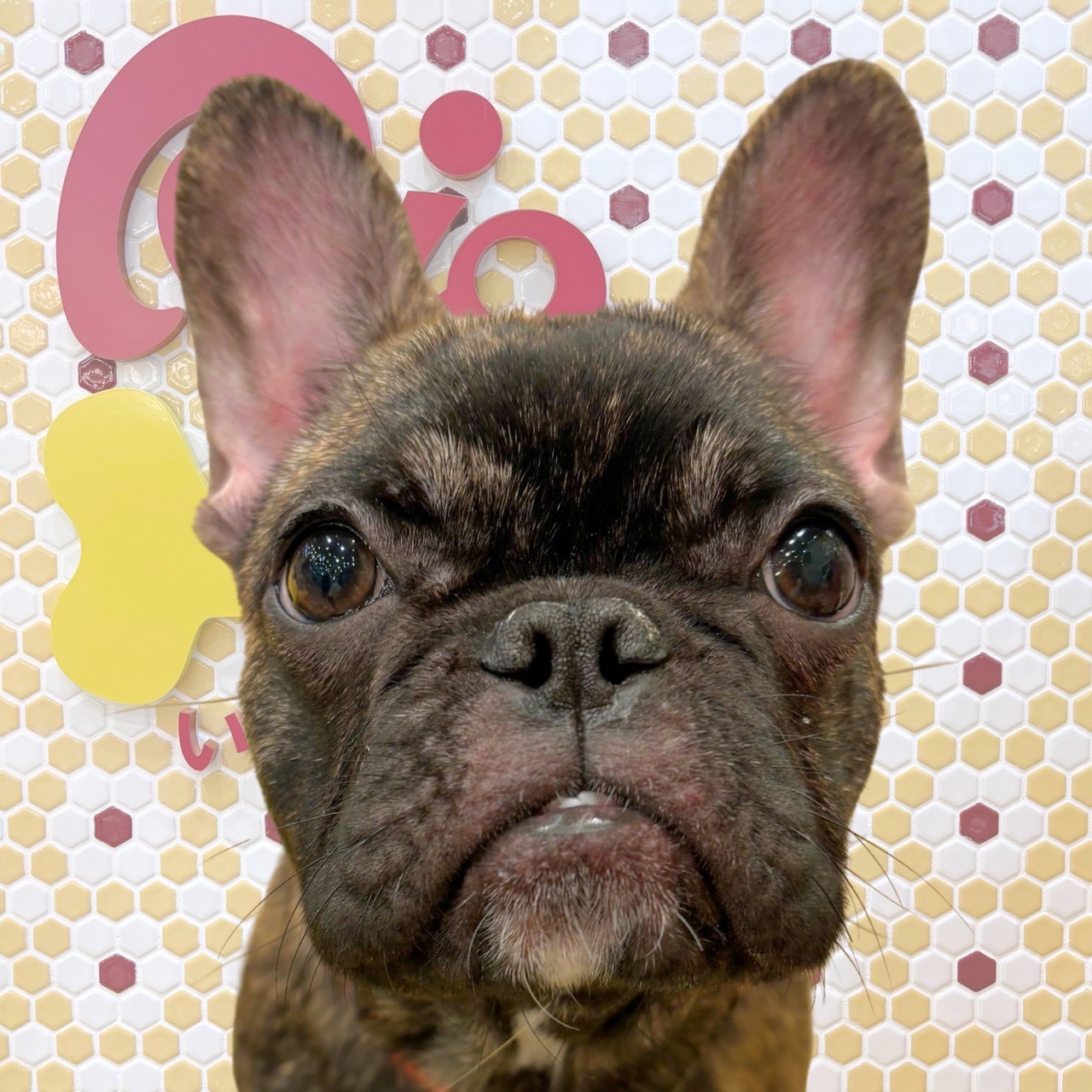 ジョセフィーヌ