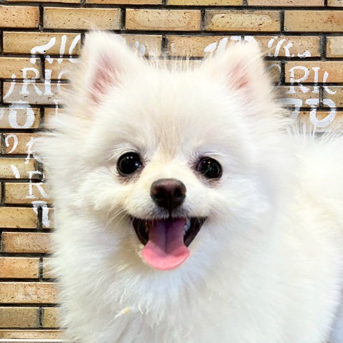 白月（はづき）