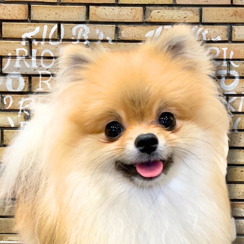 緋月（ひづき）