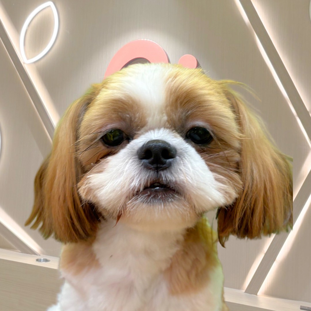 天々(てんてん)