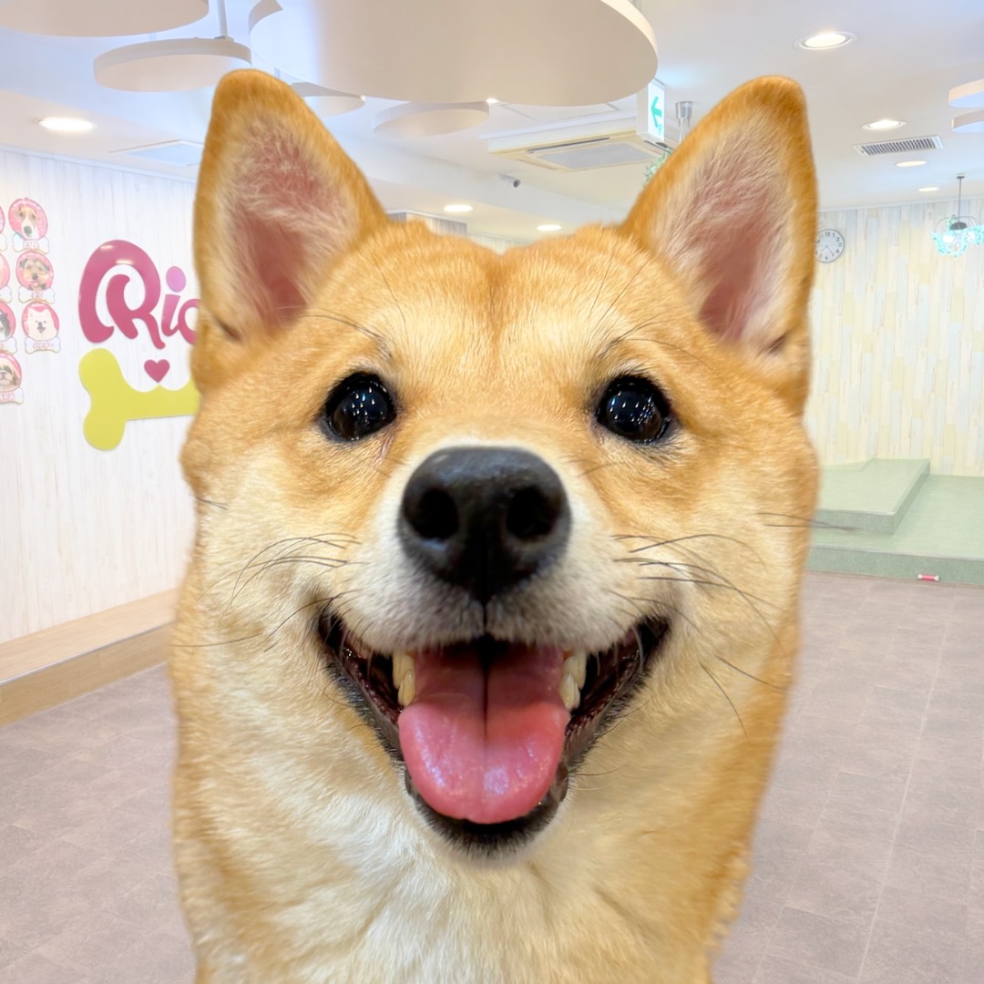 大吉(だいきち)