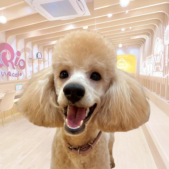 ロゼッタ（Rosetta）