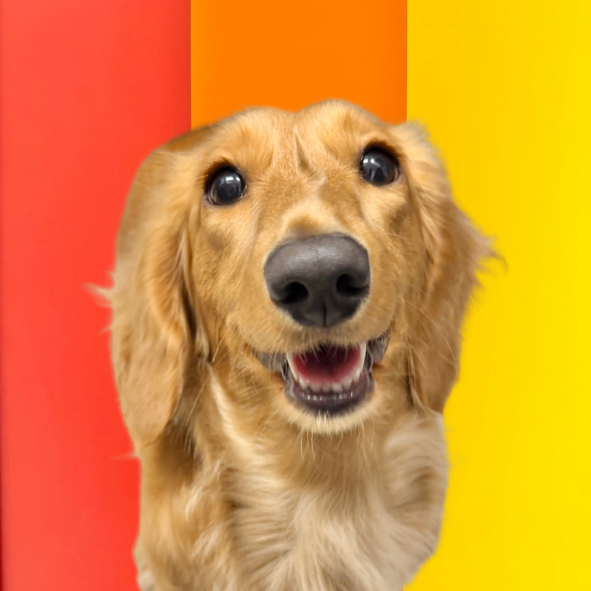 かぼす（Kabosu）