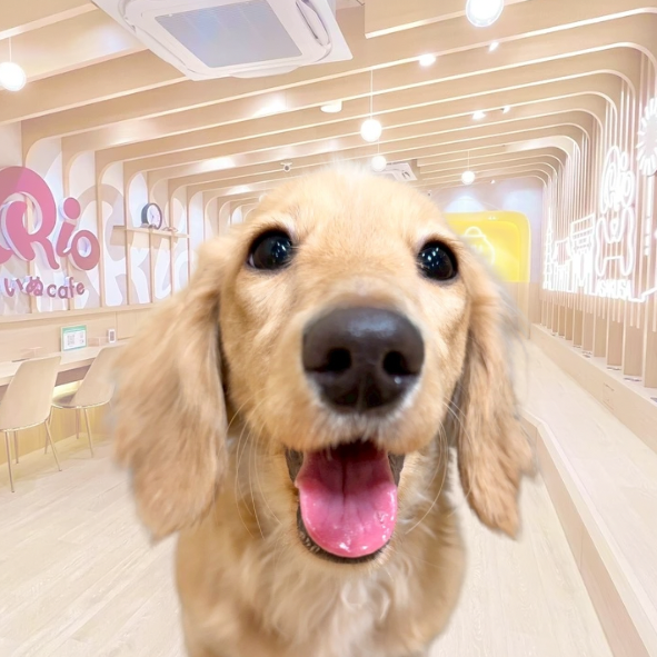 ジュディ（Judy）