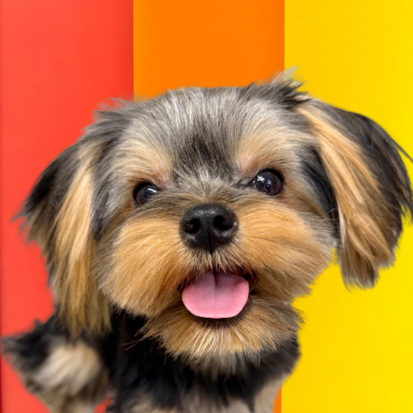 ソフィア（Sophia）